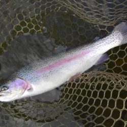 大安トラウトレイク 釣果